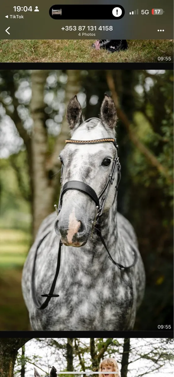 15 hh UNICORN COB. Fun, easy  + jumps - Image 1