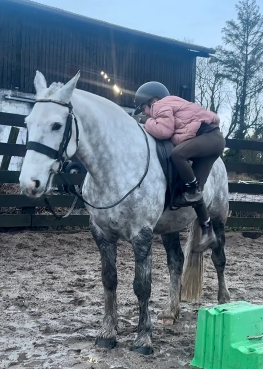 15 hh UNICORN COB. Fun, easy  + jumps - Image 2