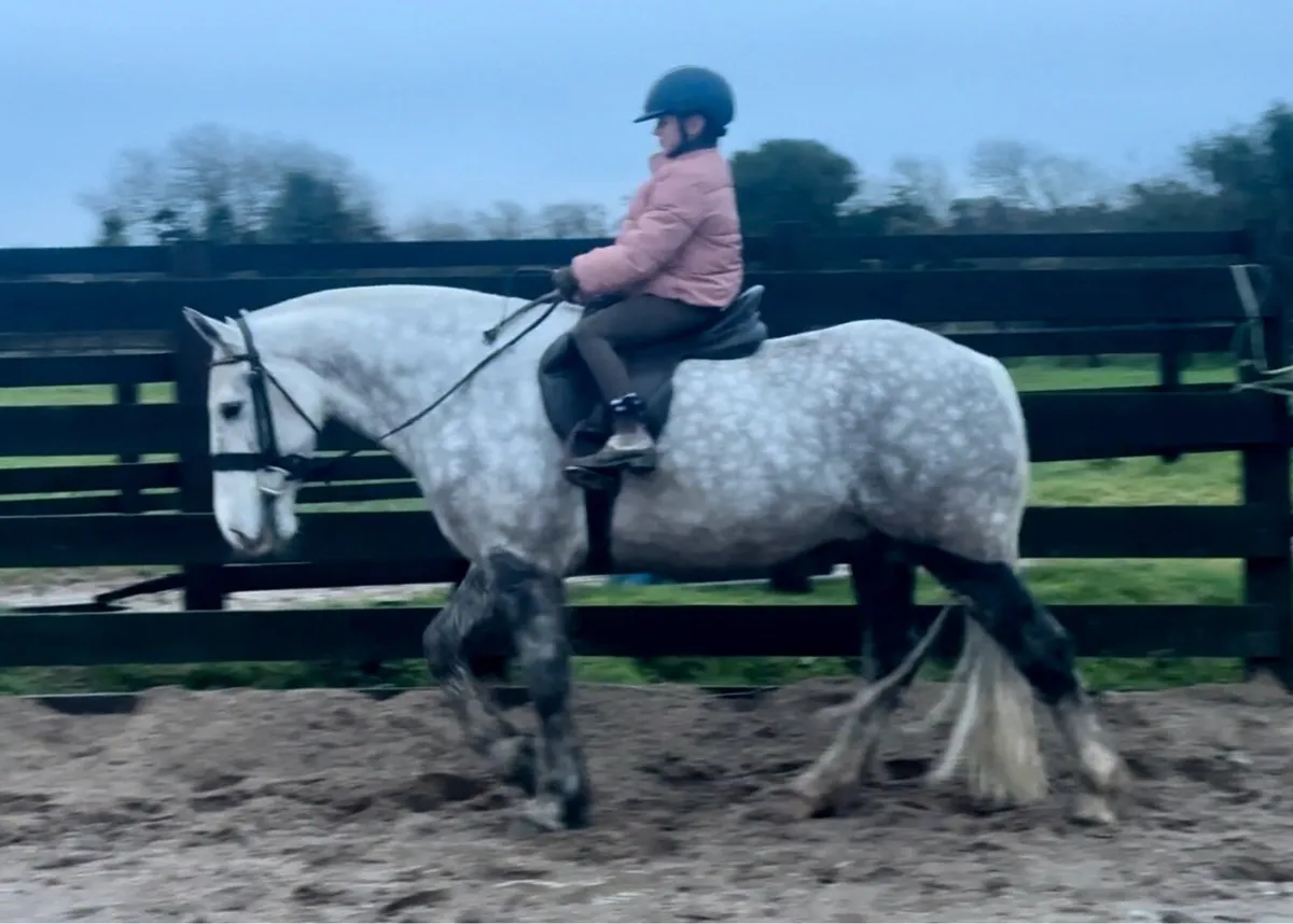 15 hh UNICORN COB. Fun, easy  + jumps - Image 3