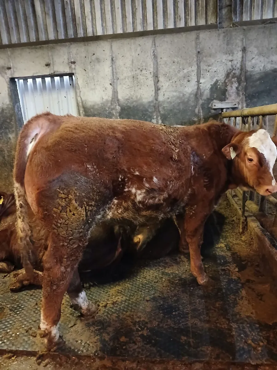 3 Top Quality Angus Bull Weanlings For Sale - Image 2