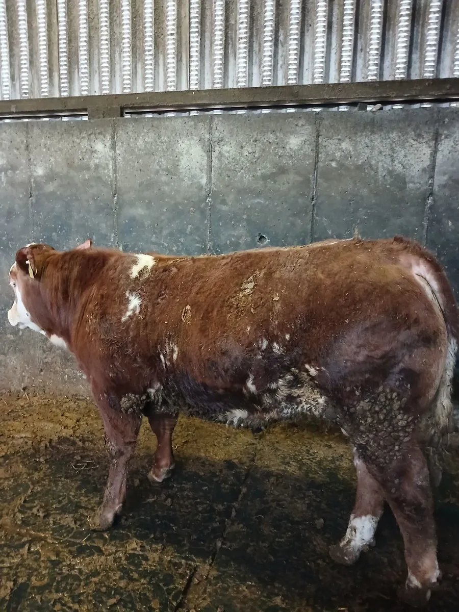 3 Top Quality Angus Bull Weanlings For Sale - Image 3