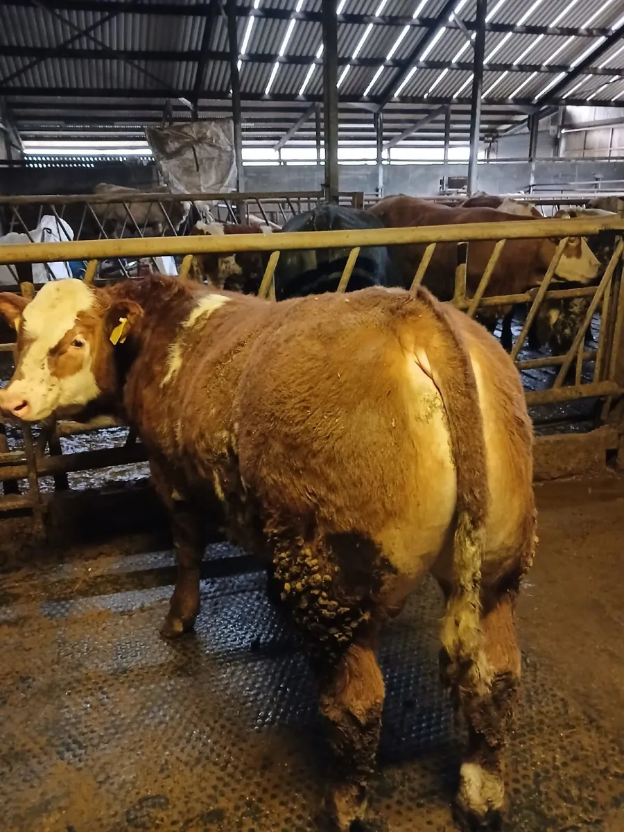 3 Top Quality Angus Bull Weanlings For Sale - Image 1