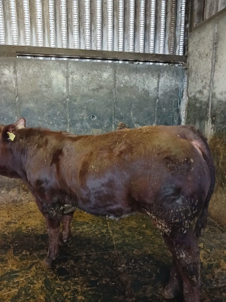 3 Top Quality Angus Bull Weanlings For Sale - Image 4