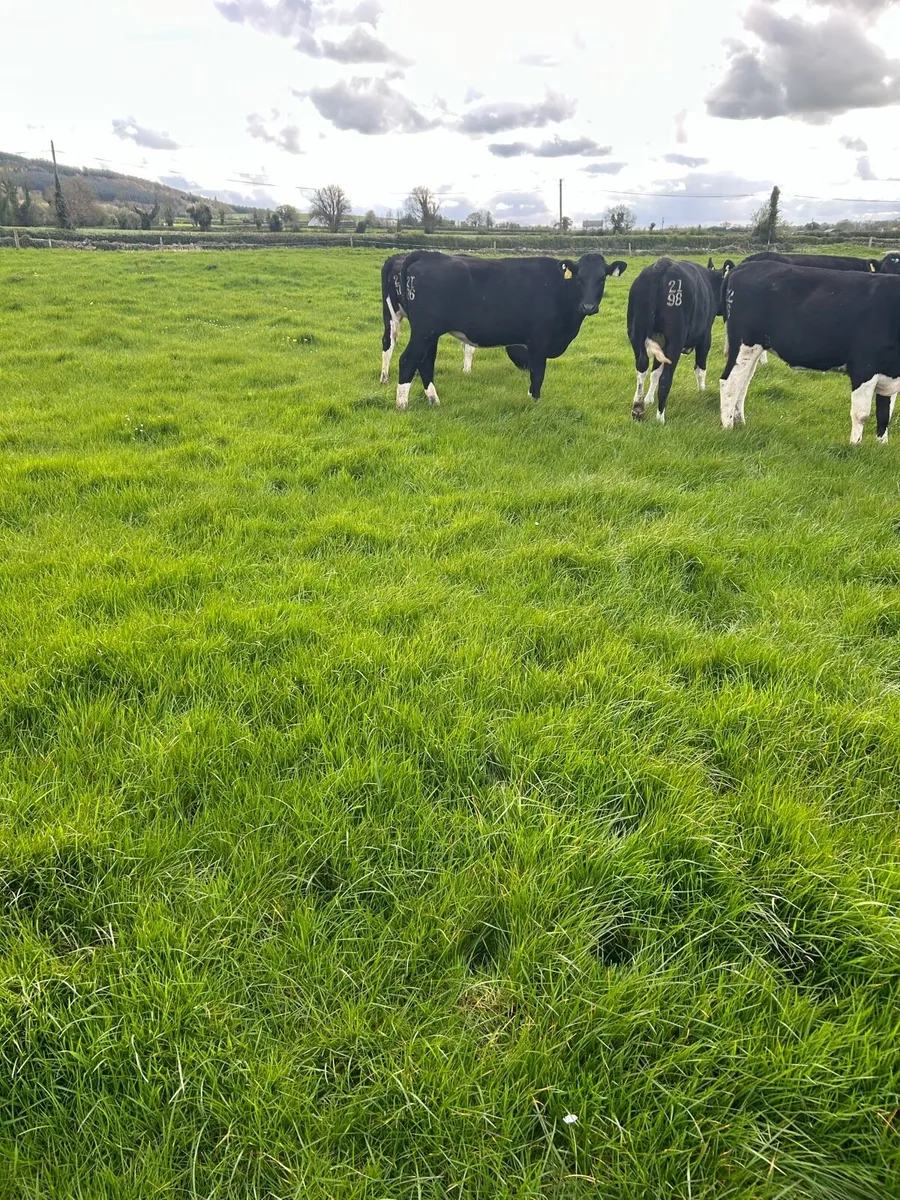 Maiden Heifers - Image 2