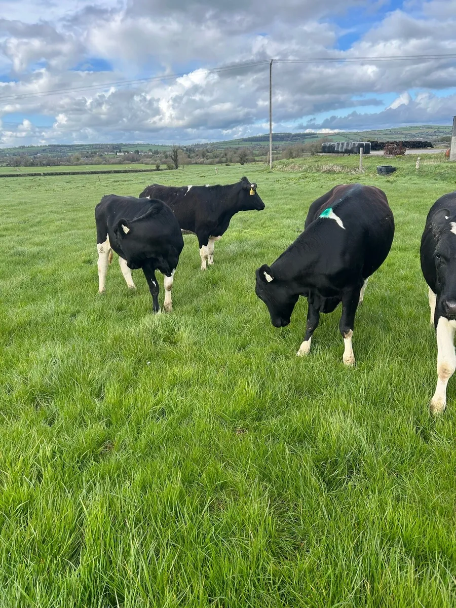 Maiden Heifers - Image 3