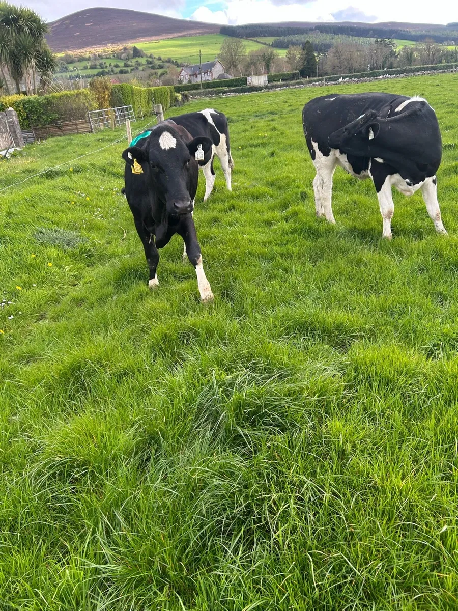 Maiden Heifers - Image 4