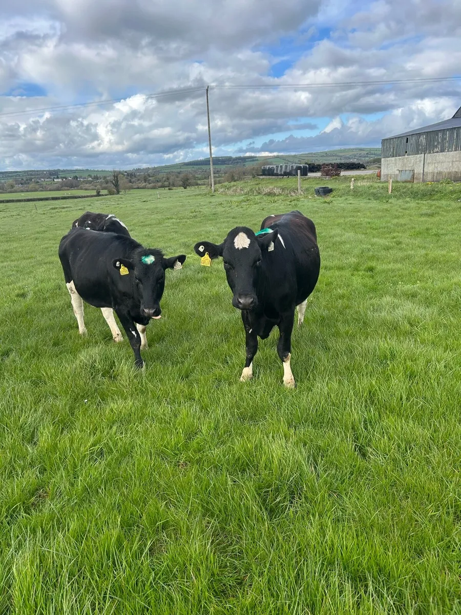 Maiden Heifers - Image 1