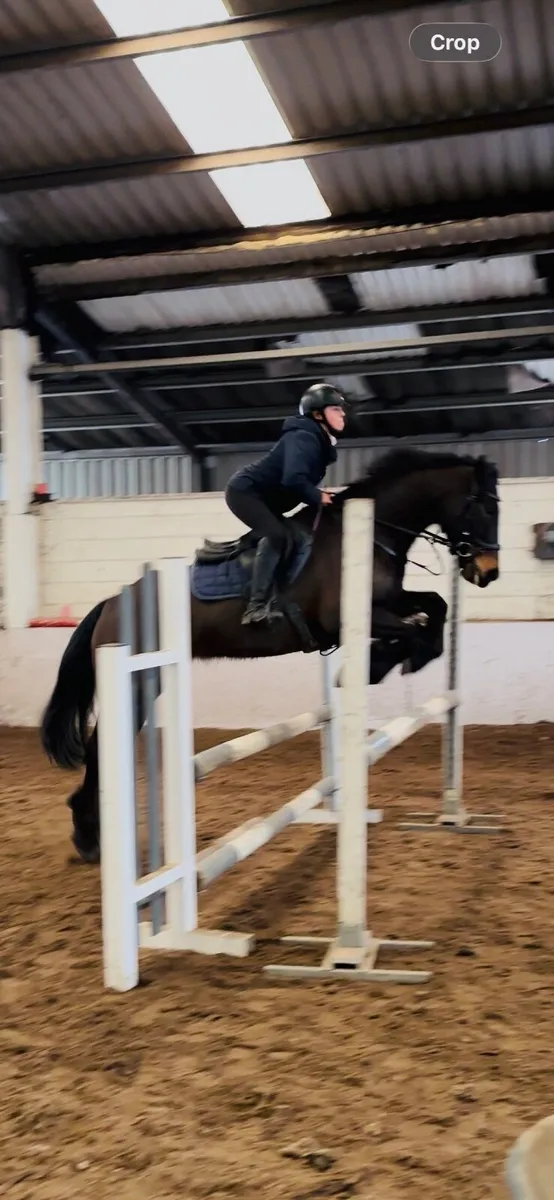 Lovely 15.1 9 yr old  allrounder - Image 3