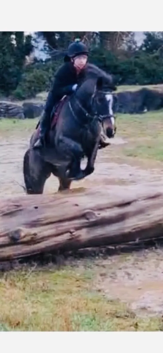 Lovely 15.1 9 yr old  allrounder - Image 2