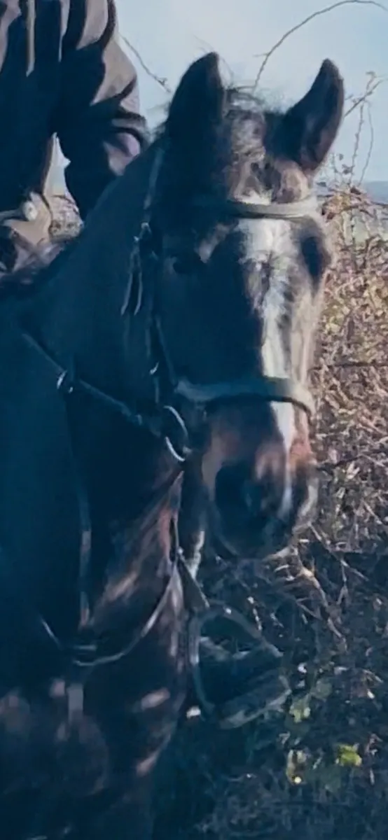 Lovely 15.1 9 yr old  allrounder - Image 4