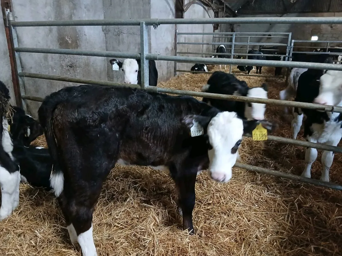 Calves - Image 1