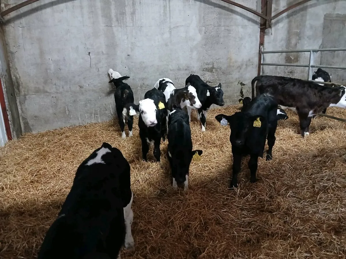 Calves - Image 3
