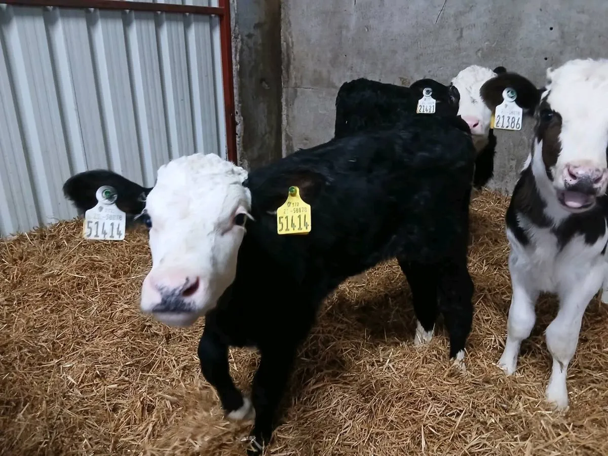 Calves - Image 2