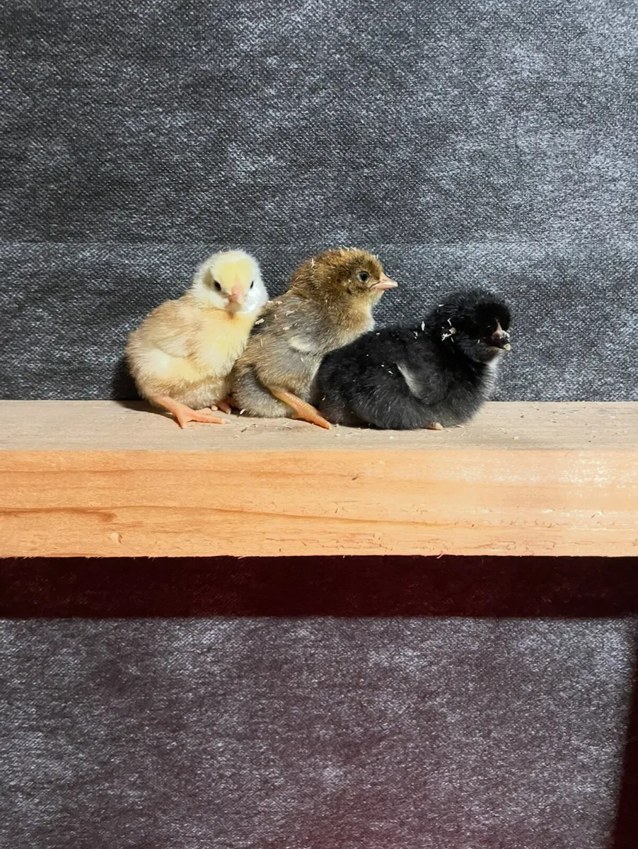 day old chicks
