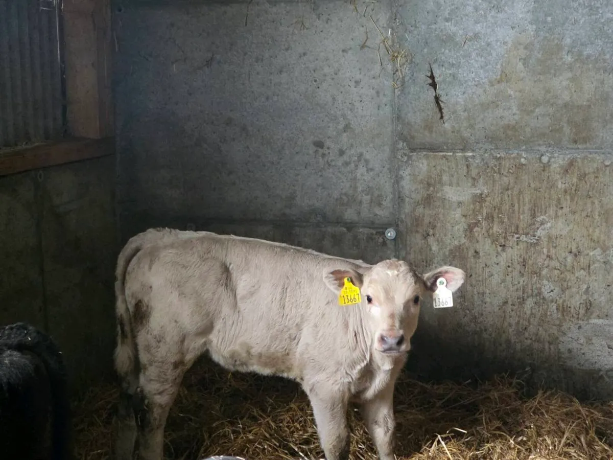 Calves for sale - Image 1