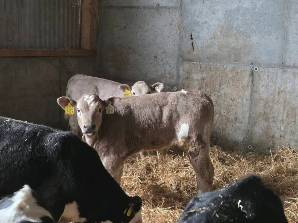 Calves for sale - Image 2