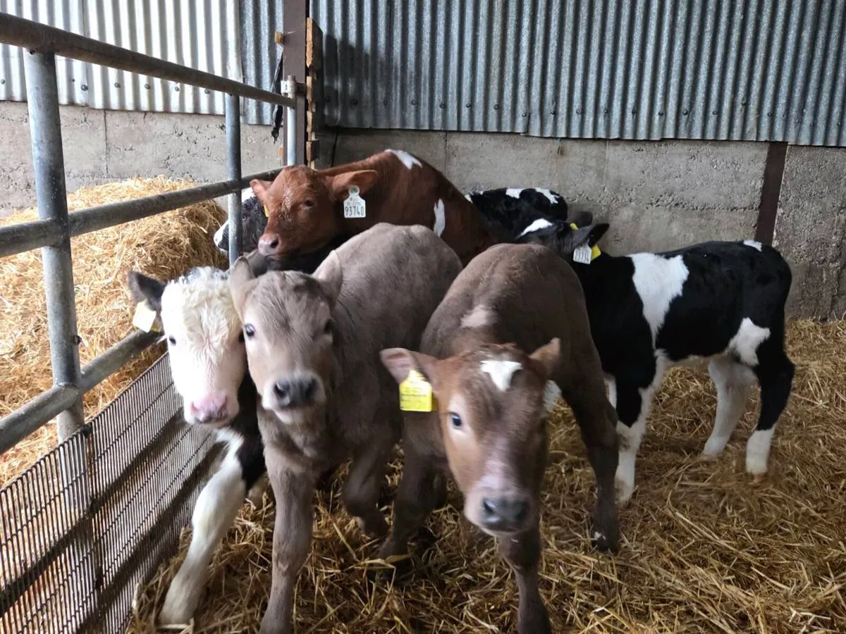 Calves for sale - Image 3