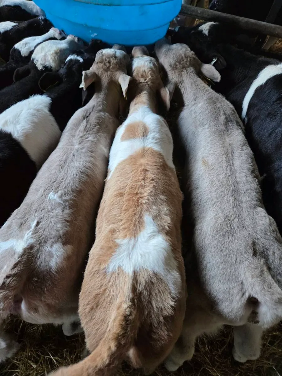 Calves for sale - Image 4