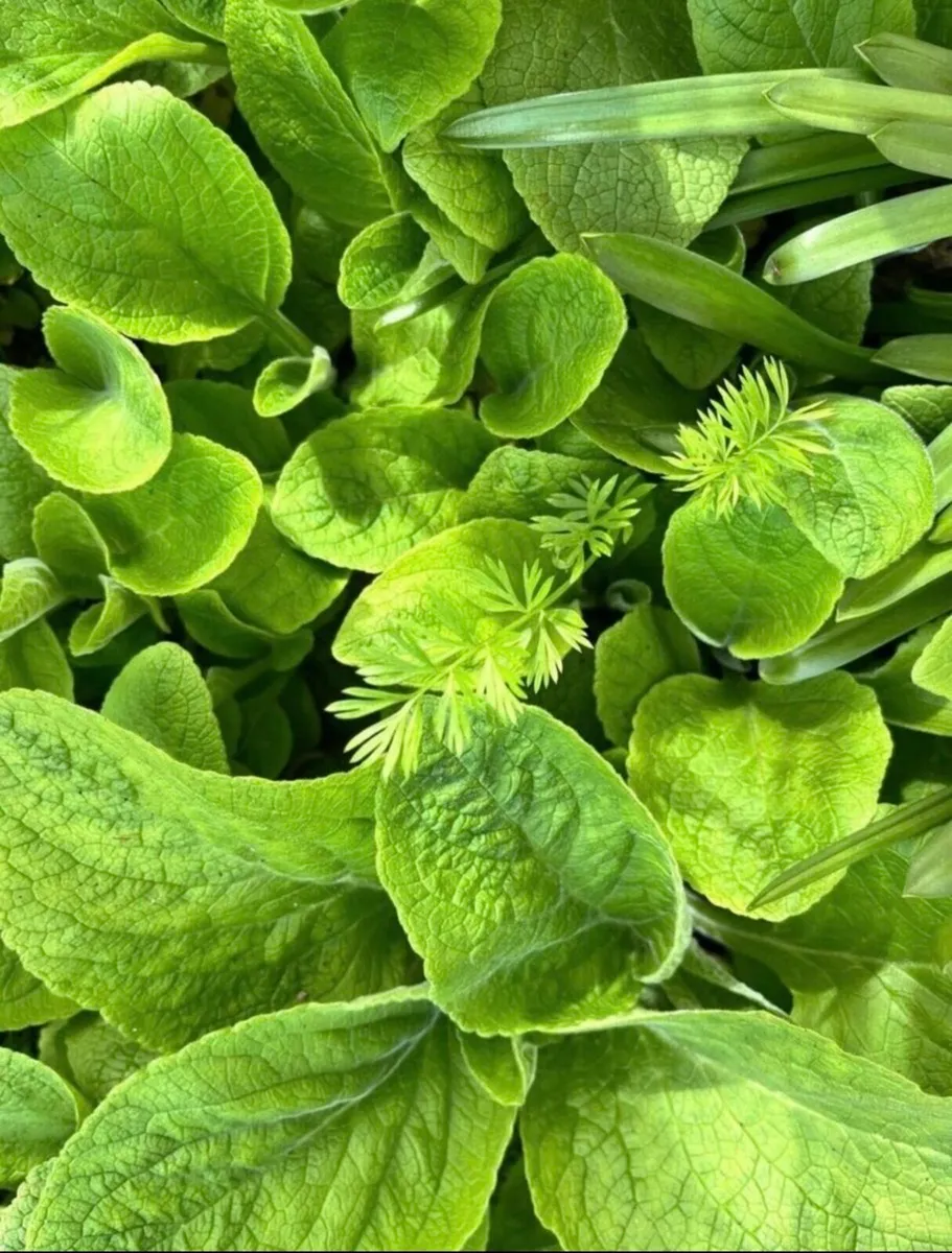 Foxglove young plants - Image 2