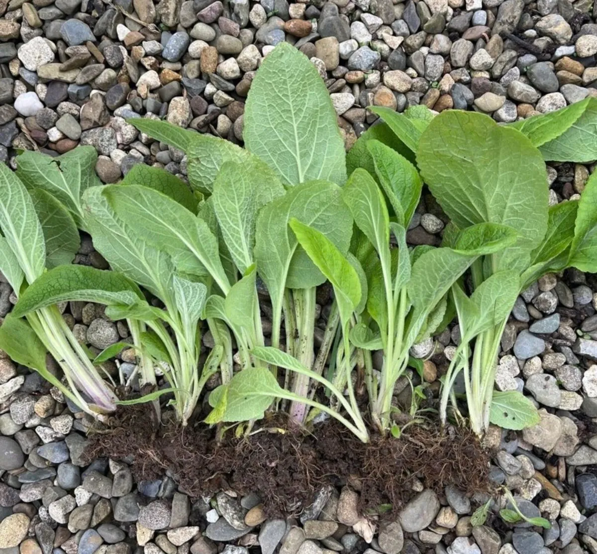 Foxglove young plants - Image 3