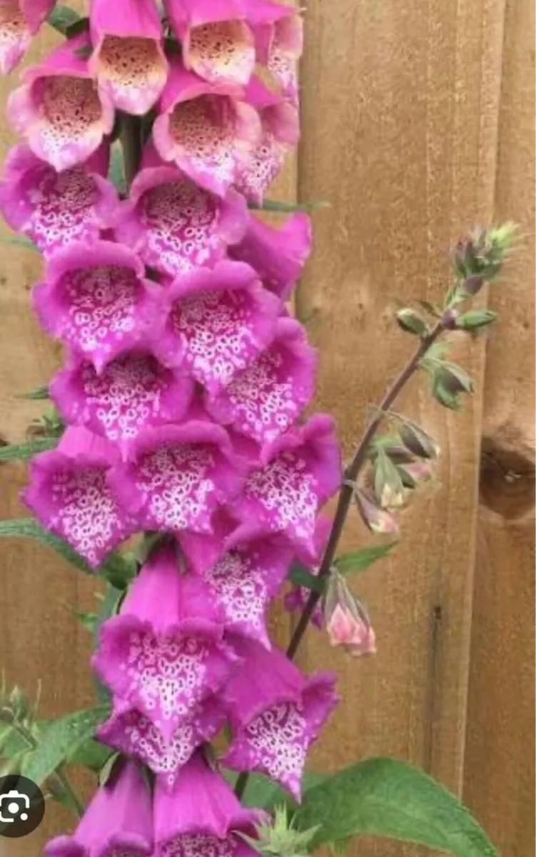 Foxglove young plants - Image 4