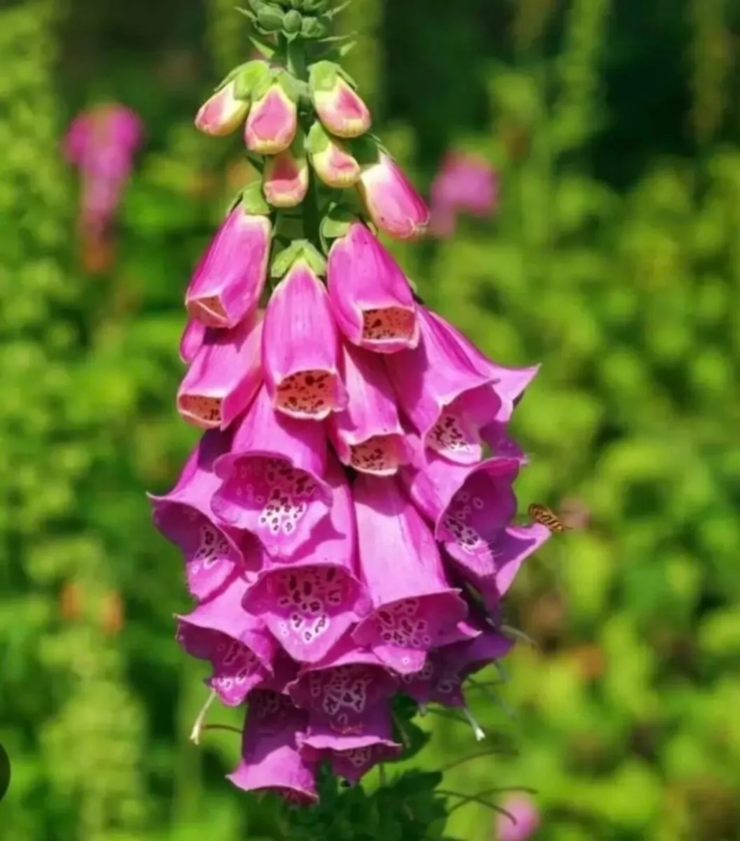 Foxglove young plants - Image 1