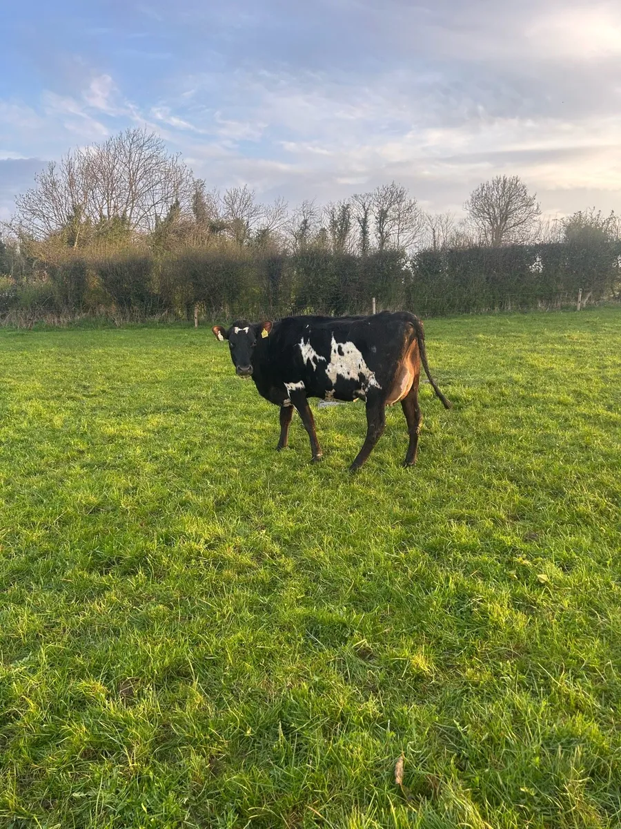 Calved 1st and 2nd lactation crossbreds - Image 1