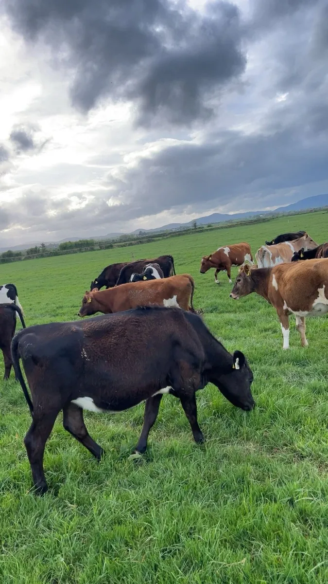 Calved 1st and 2nd lactation crossbreds - Image 4