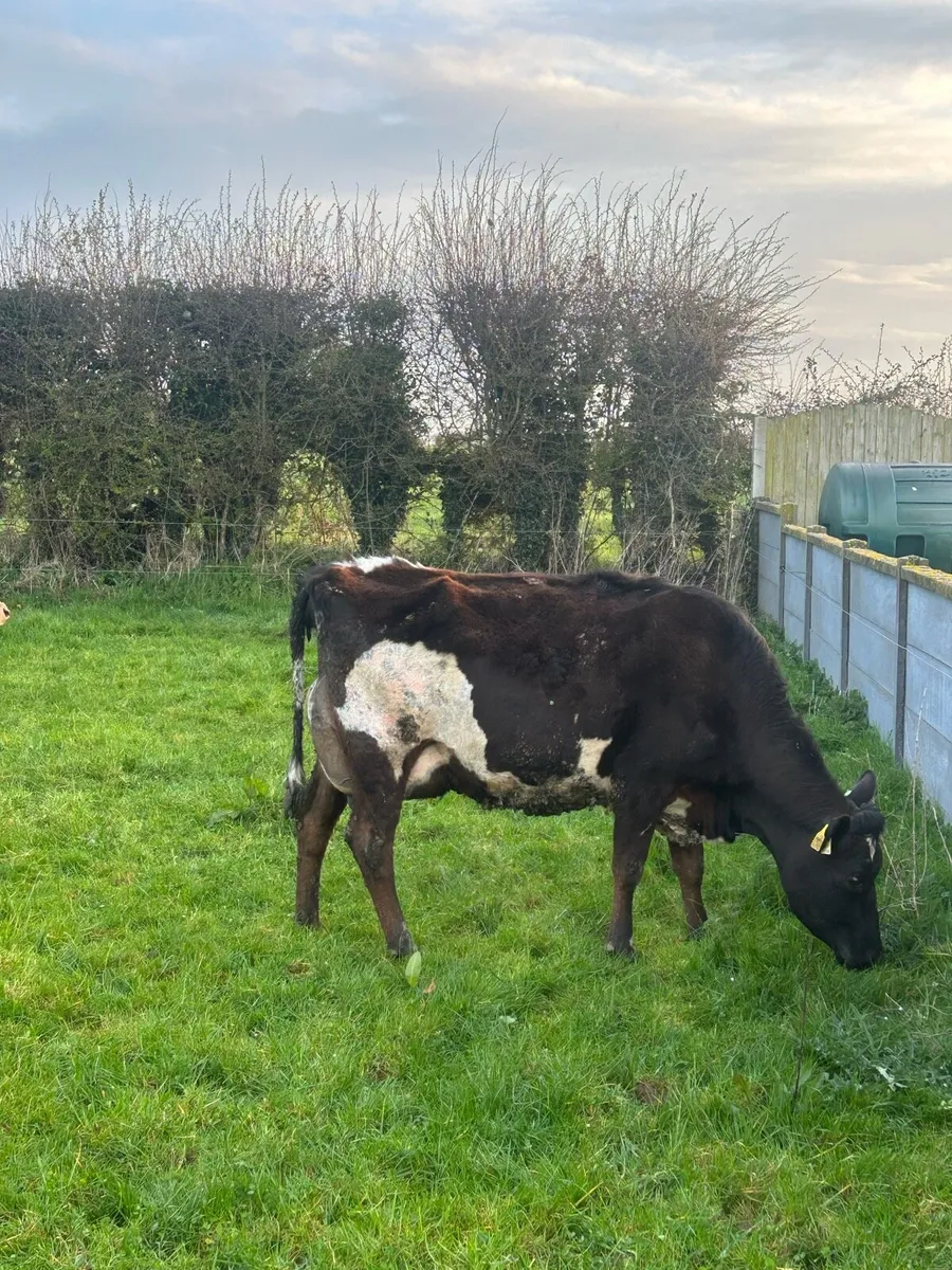 Calved 1st and 2nd lactation crossbreds - Image 2