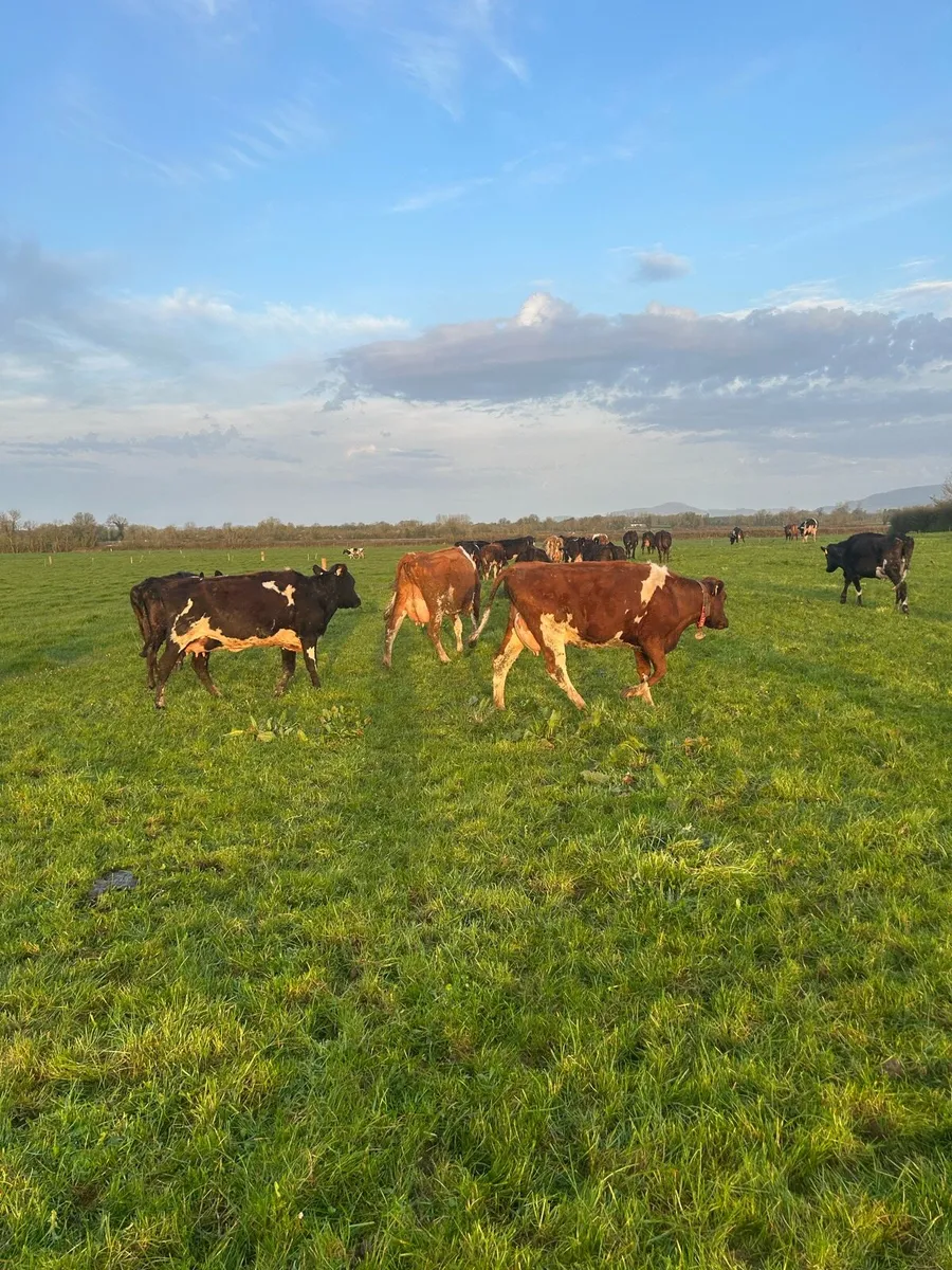 Calved 1st and 2nd lactation crossbreds - Image 3