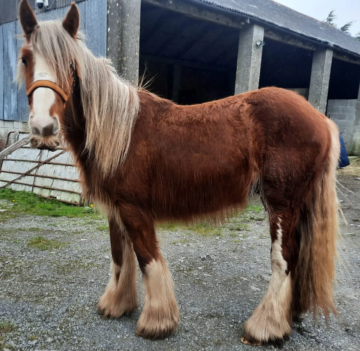 Heavy Chestnut Colt - Image 1