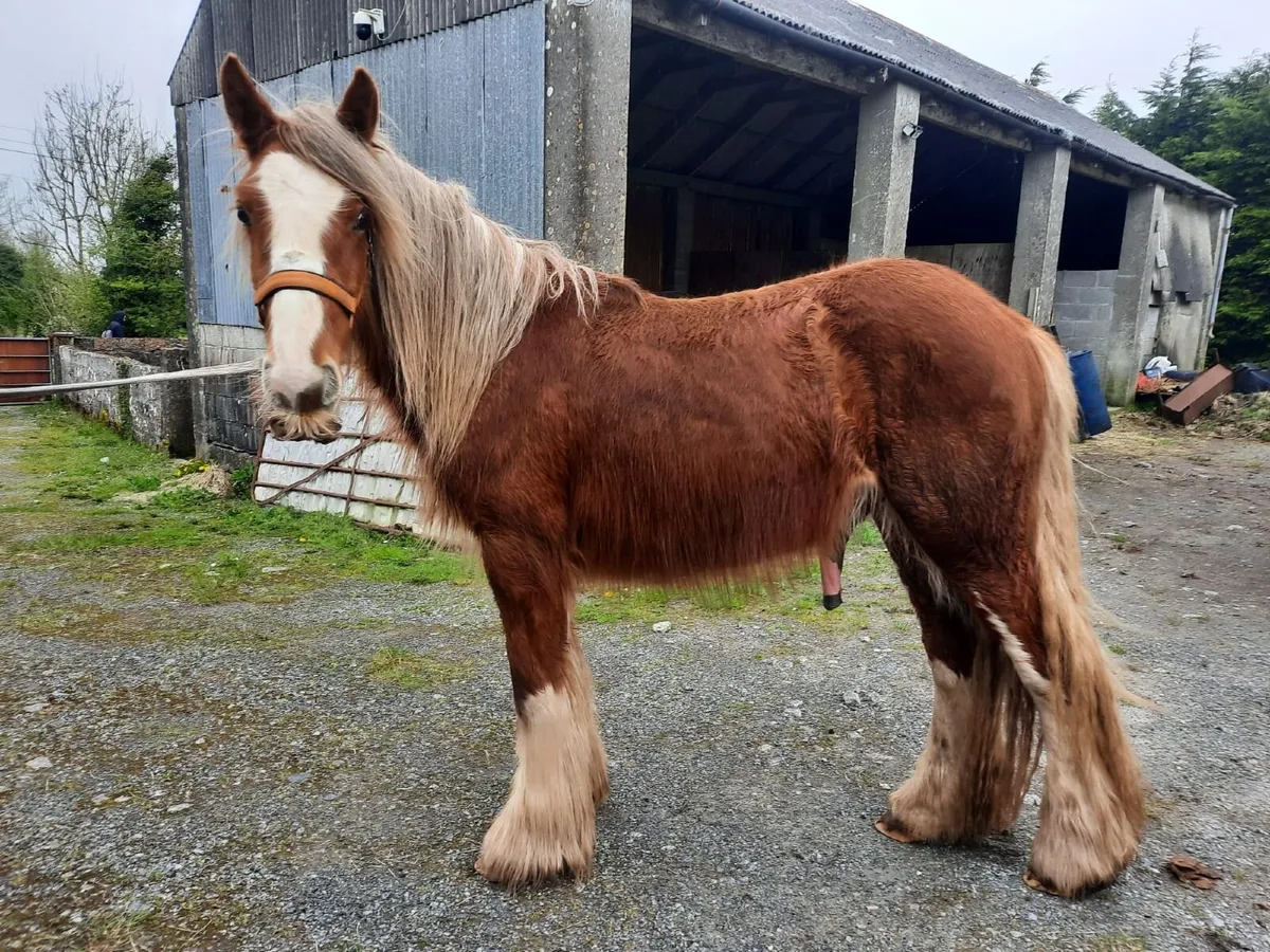 Heavy Chestnut Colt - Image 2