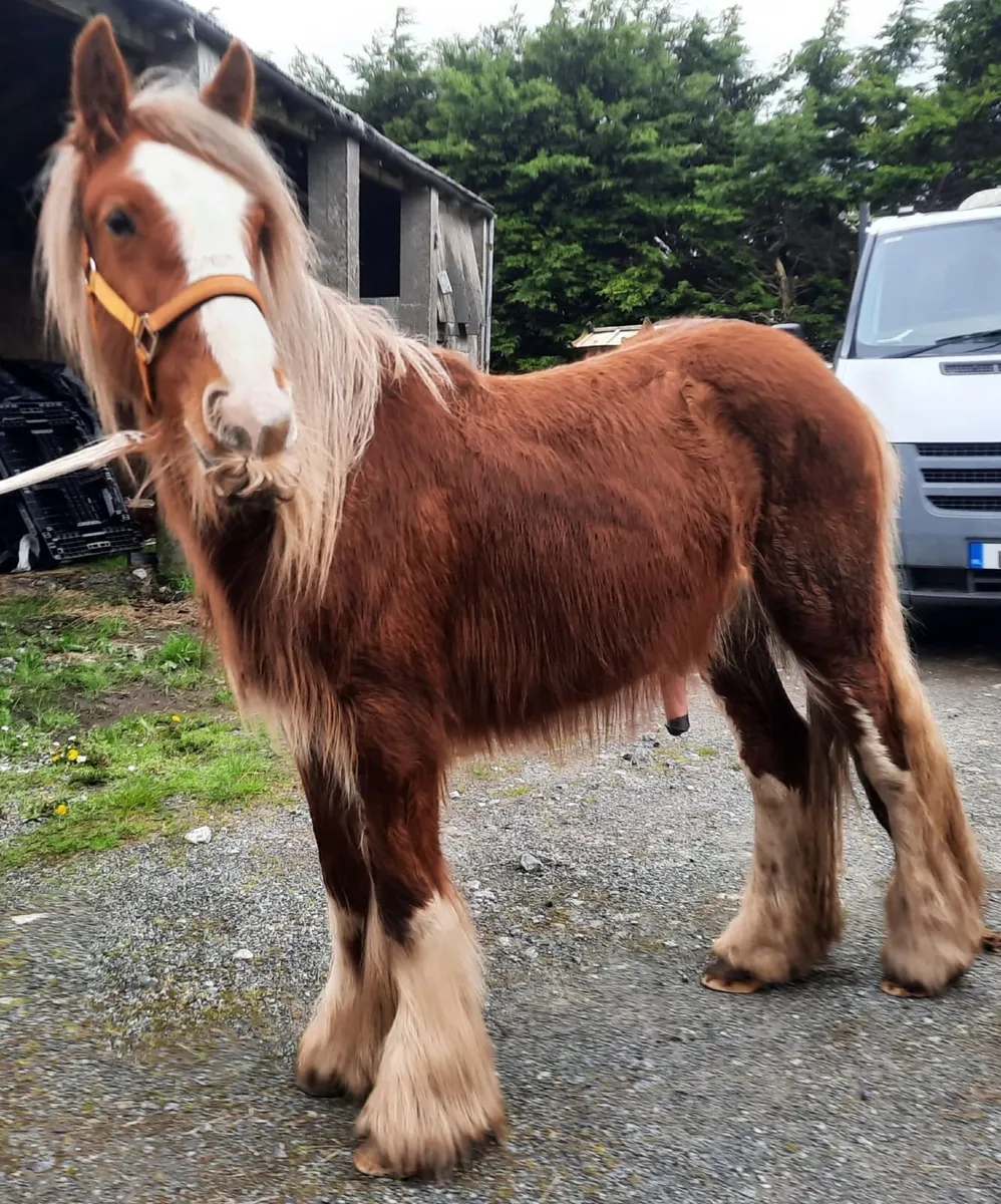 Heavy Chestnut Colt - Image 3