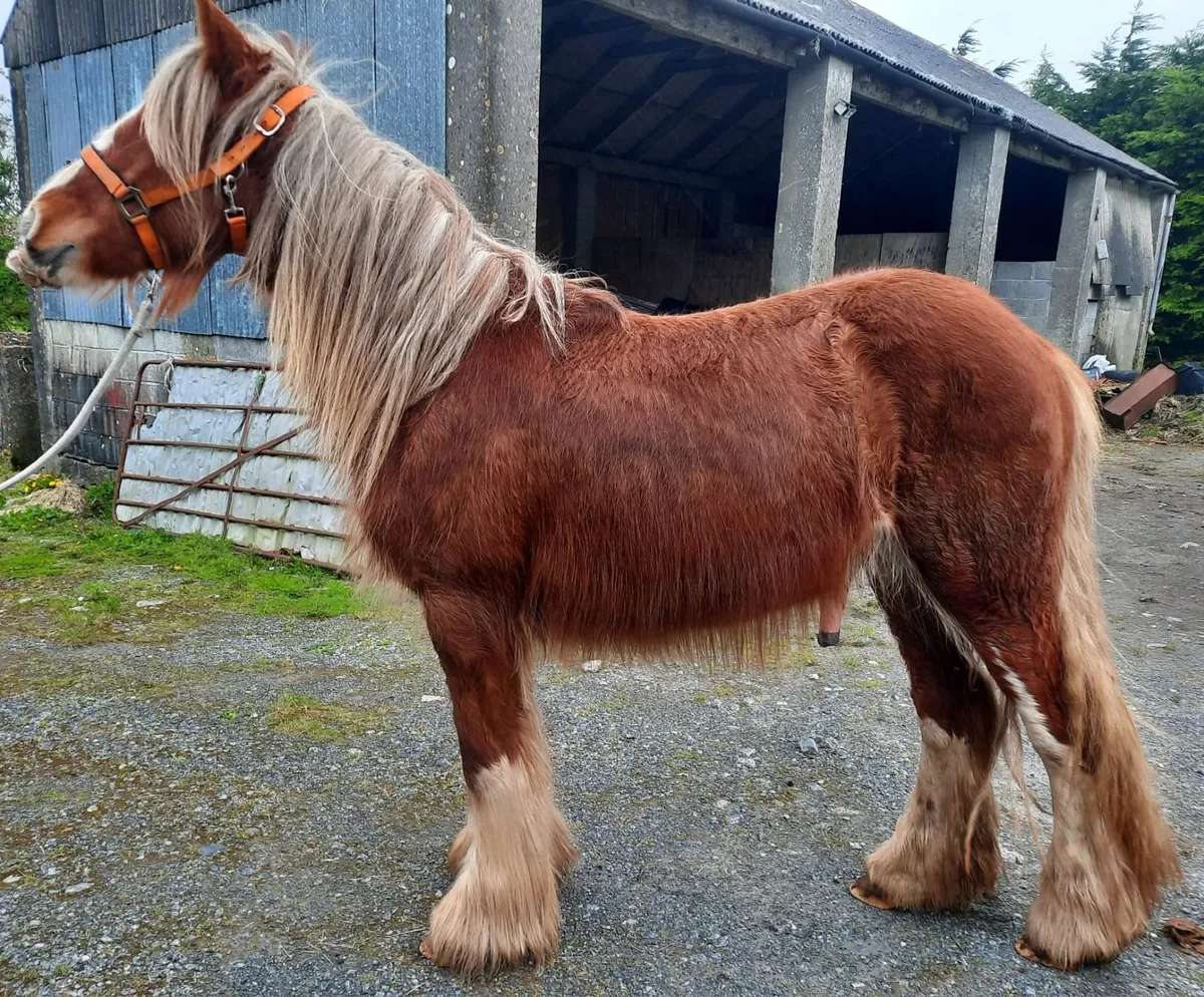 Heavy Chestnut Colt - Image 4