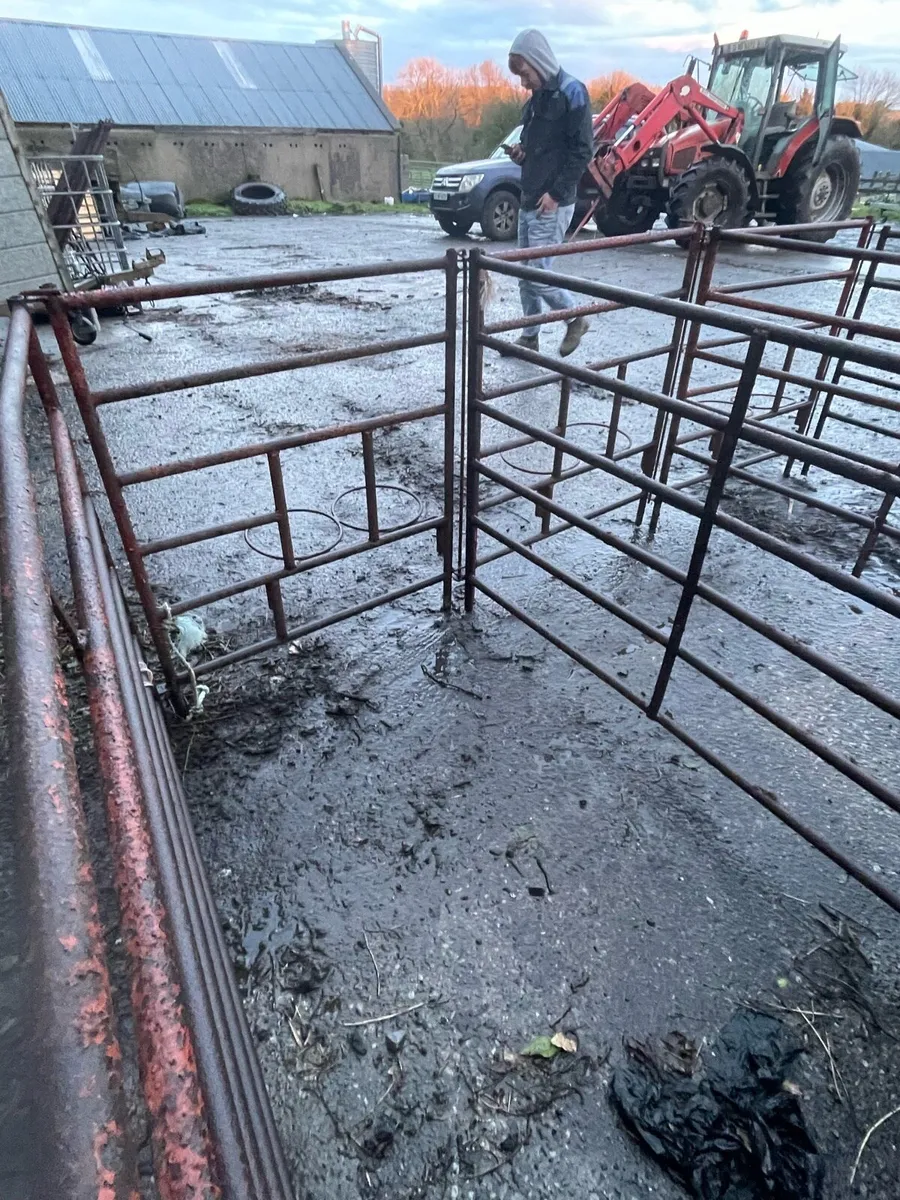 Calf pens - Image 4