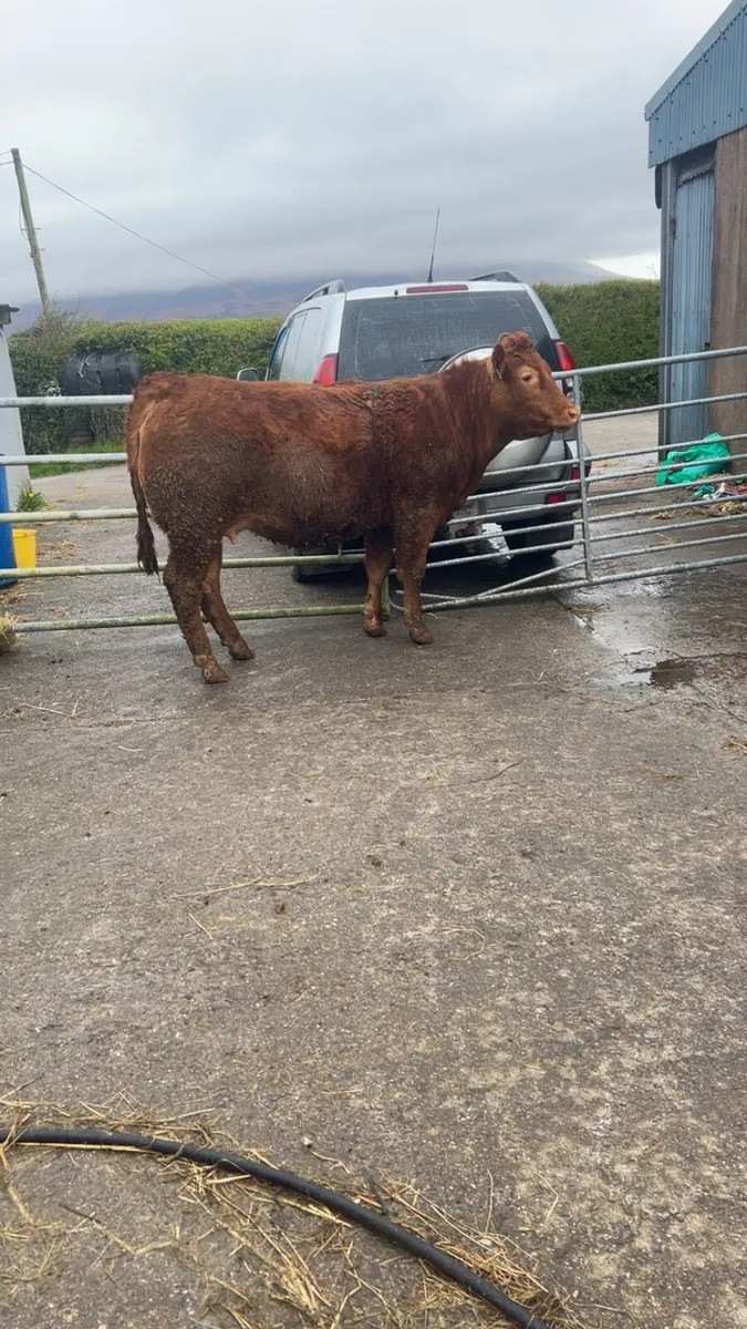 Springing heifer - Image 1