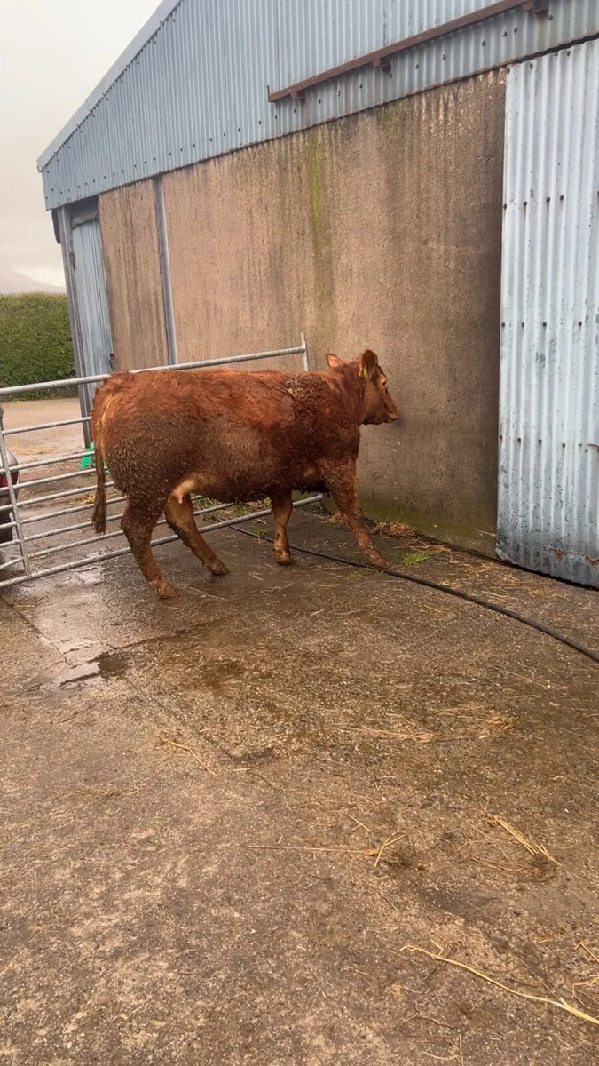 Springing heifer - Image 2