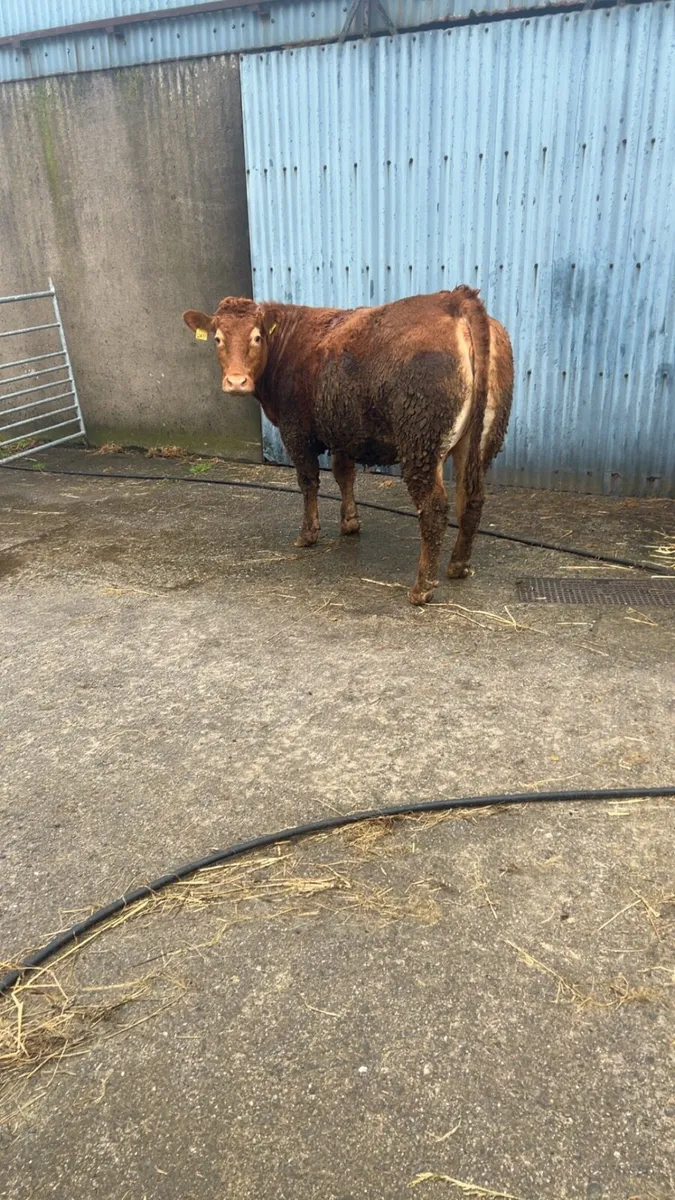 Springing heifer - Image 3