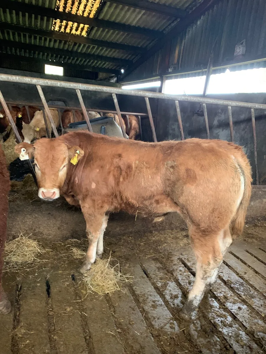 3 Super Quality Lim Bullocks - Image 3