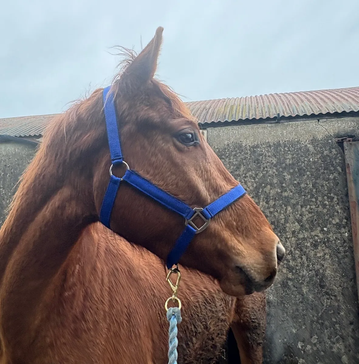 4 year old Sport Horse 16.2 - Image 3