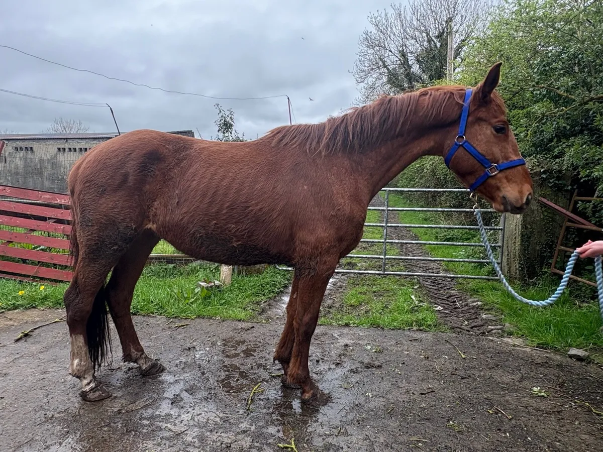 4 year old Sport Horse 16.2 - Image 4
