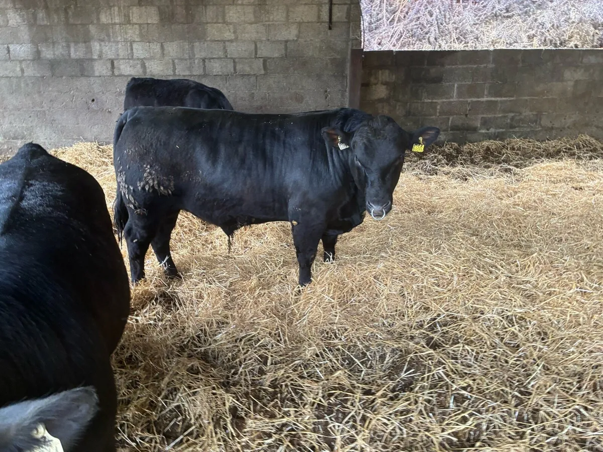 Aberdeen Angus Bulls - Image 1