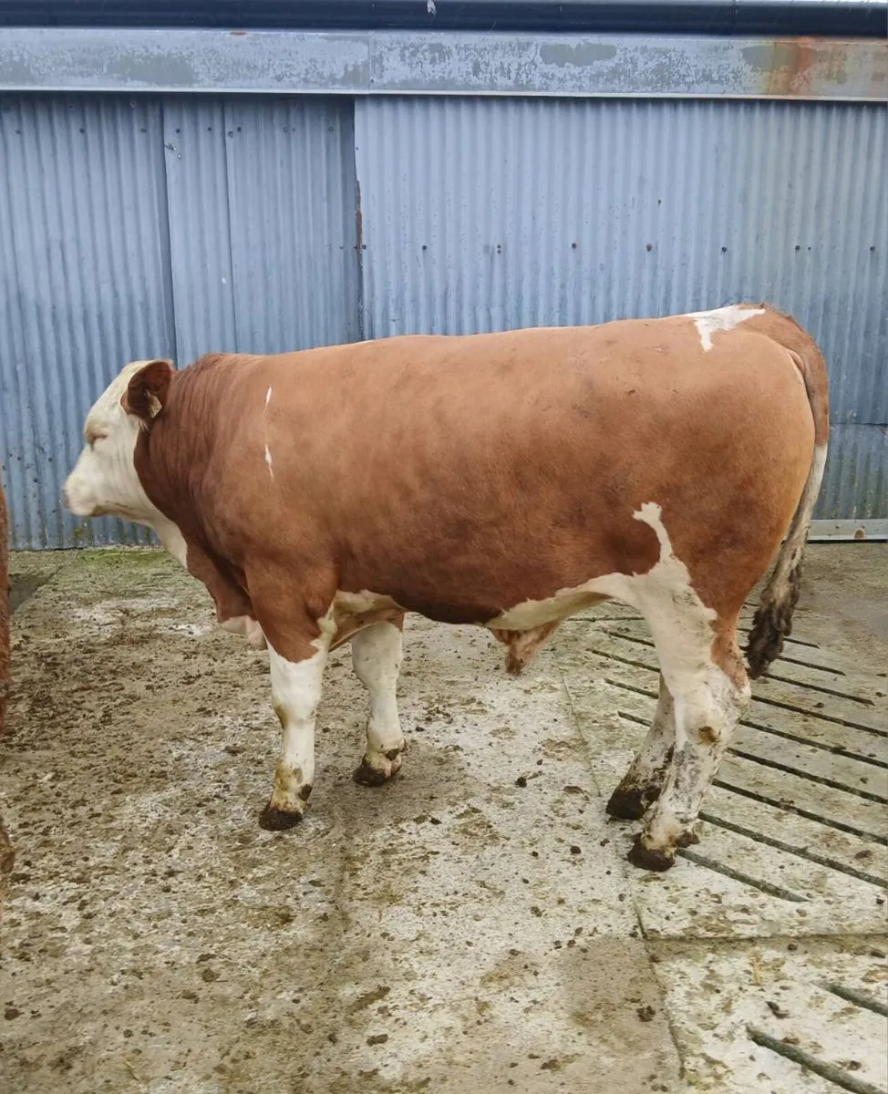 Pedigree Fleckvieh Bulls - Image 1