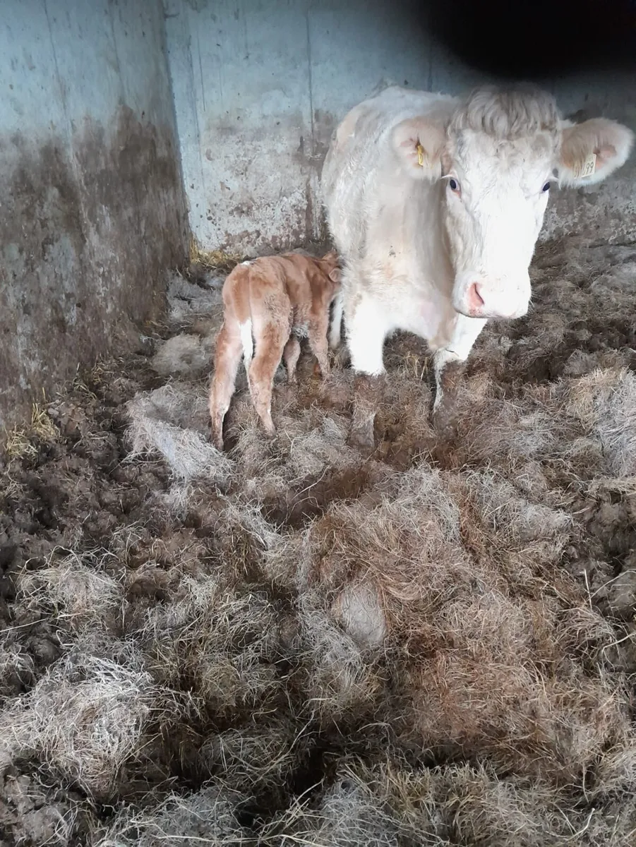 Charolais First Calver with Calf at Foot - Image 1