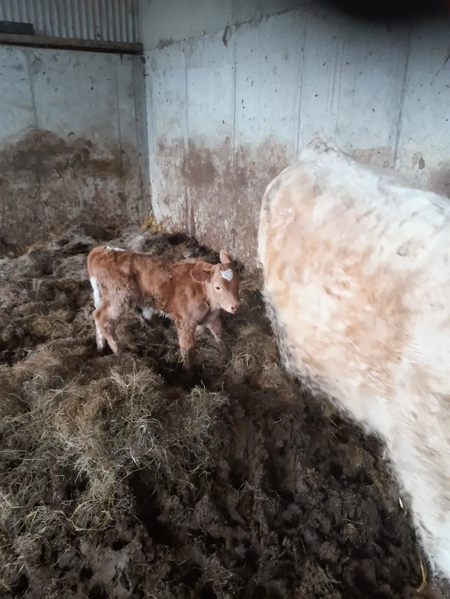 Charolais First Calver with Calf at Foot - Image 2