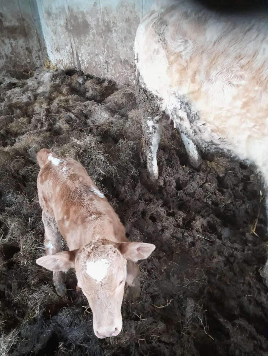 Charolais First Calver with Calf at Foot - Image 3