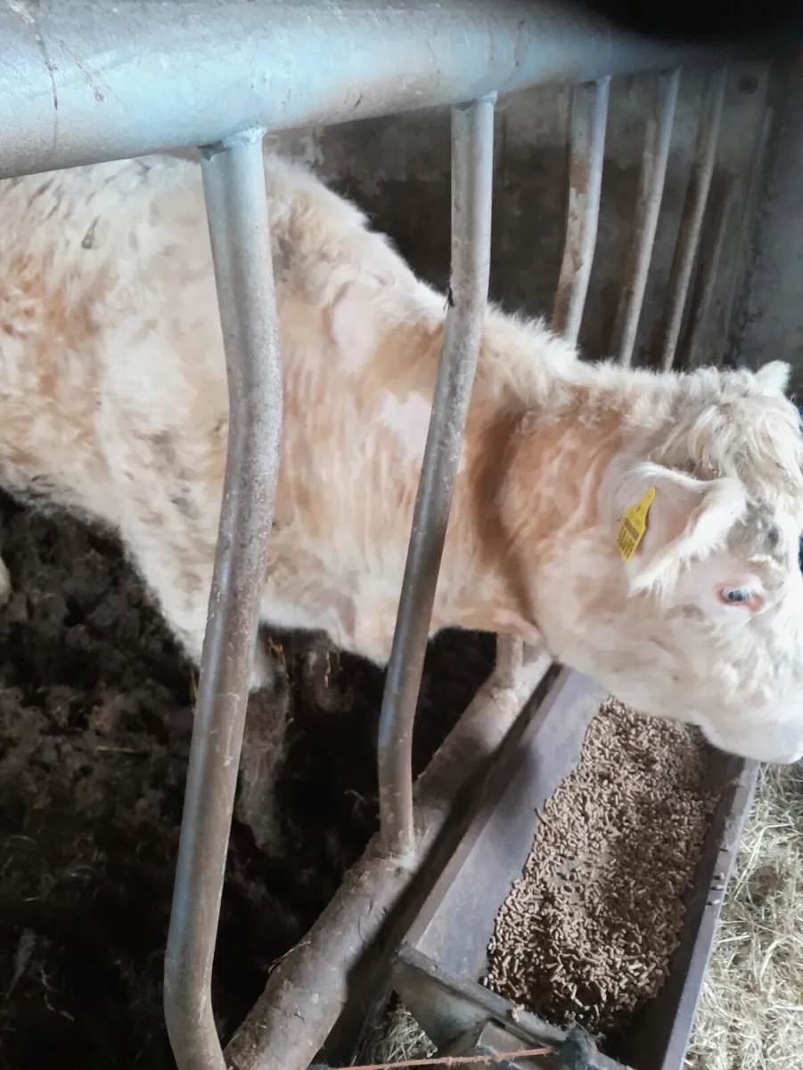 Charolais First Calver with Calf at Foot - Image 4