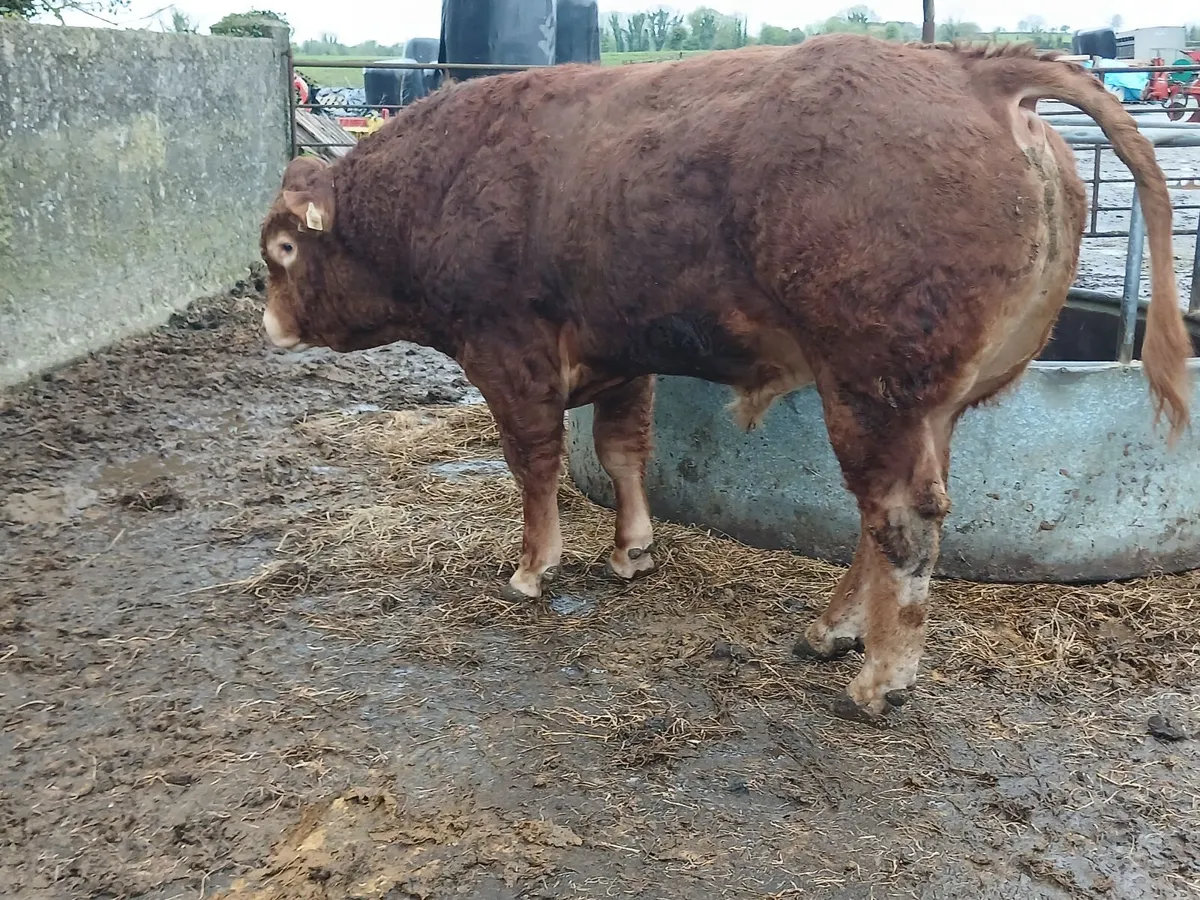 4 ⭐️PBR Bull - Image 4