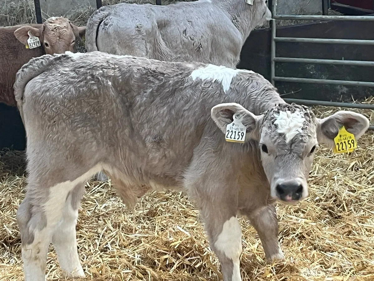 Super 5/8 Week Old Charolais Bull Calves - Image 2