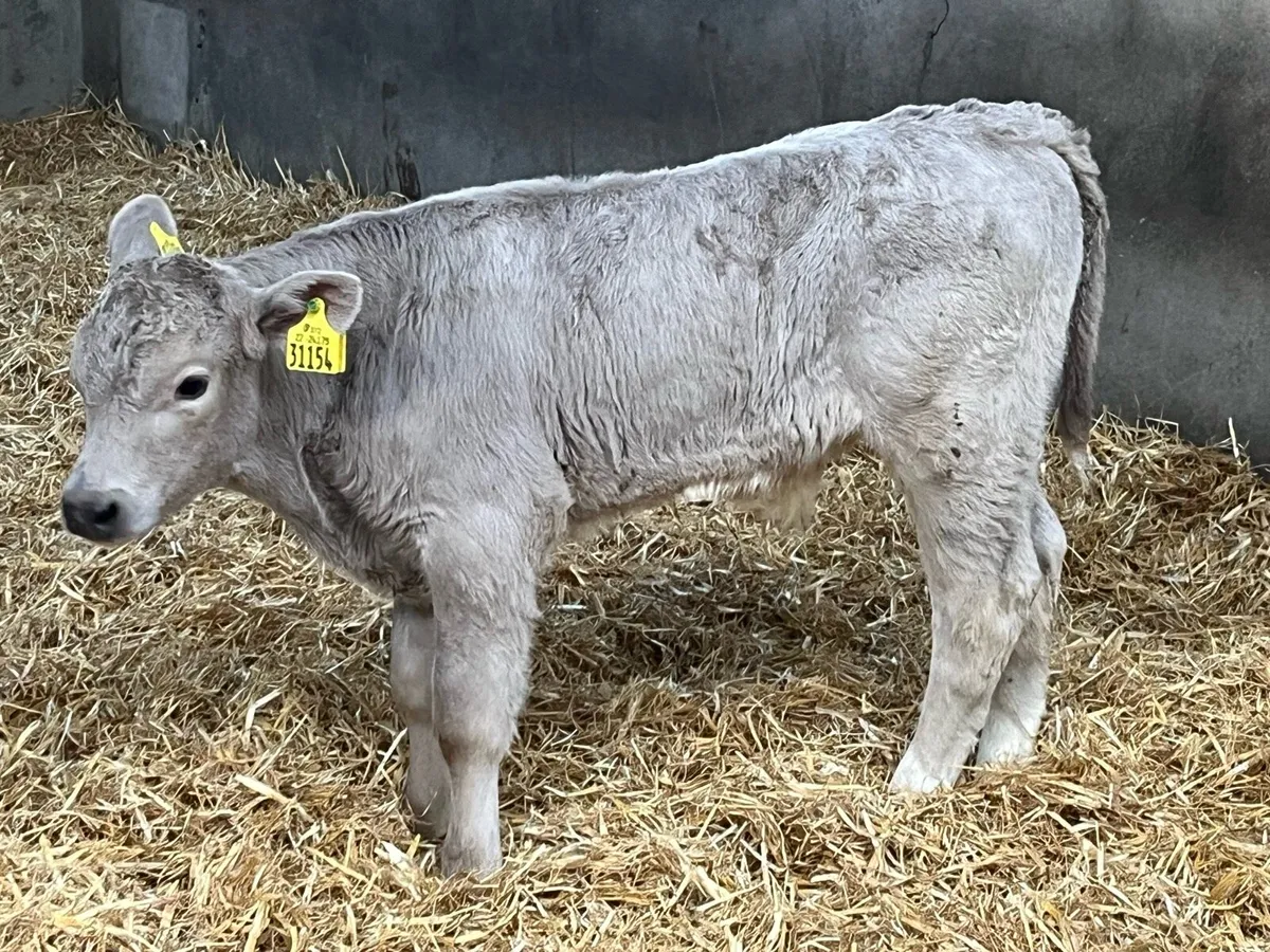 Super 5/8 Week Old Charolais Bull Calves - Image 3